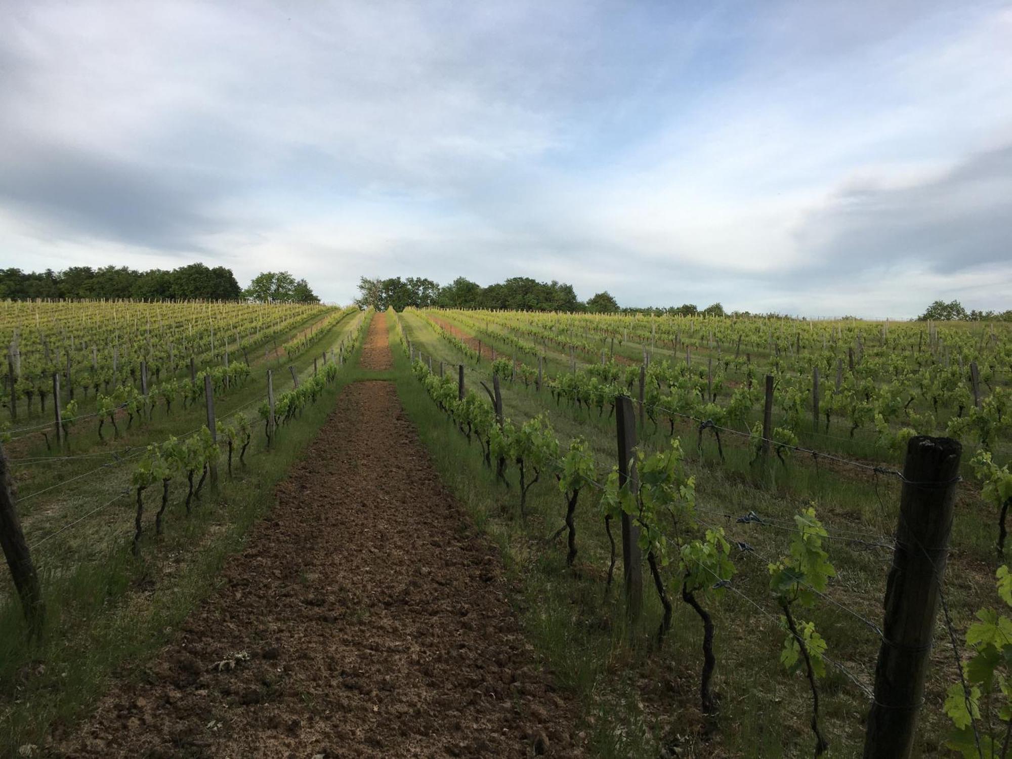 Chateau Masburel Fougueyrolles Zewnętrze zdjęcie